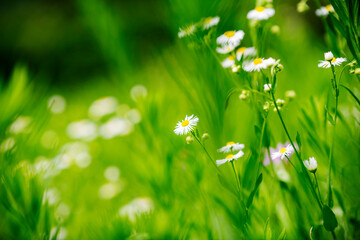 beautiful flowers on a gentle green background