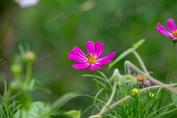 Fototapeta premium beautiful flowers on a gentle green background