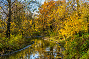 Fototapeta na wymiar Golden autumn on the banks of the Murzinka River in St. Petersburg.