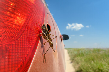 A huge locust sits in a car against the backdrop of a field and sky. Selective focusing. © Nikita