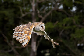 A female barn own in flight