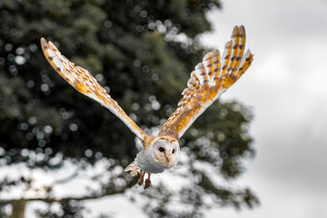 A female barn own in flight