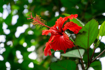 Close up of Puero Rico's Flor de maga in El Yunque, Puerto Rico