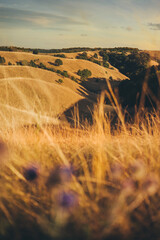Landscape of Zagajicka Brda, Deliblatska Pescara, Serbia. Sand dunes covered with grass. - obrazy, fototapety, plakaty