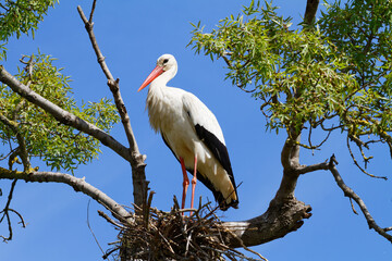 Stork in its nest in a tree, on a spring day with a blue sky