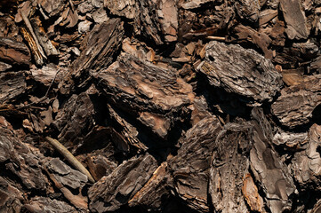bark texture