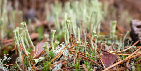 Beautiful gray tubular moss, moss close-up, macro. Close-up of moss in a pine forest on a cool autumn day. Beautiful moss background wallpaper