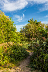 Schmaler Wanderweg zu einem kleinen Weiher, umgeben von einem Waldgebiet