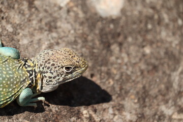 Big Blue Lizard 3