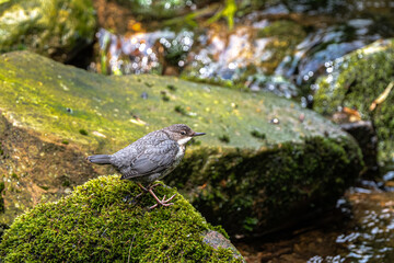 European or White-throated Dipper (Cinclus cinclus)