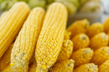 Ears of boiled delicious corn close-up.