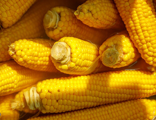 Ears of boiled delicious corn close-up.