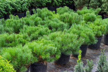 Rows of seedlings of coniferous trees in pots. Ornamental plant nursery products