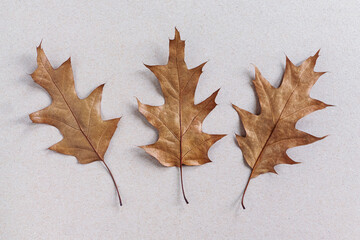 Thee fallen autumn leaves on white background