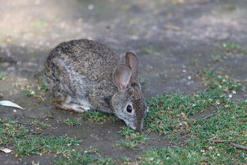 Cotton Tail