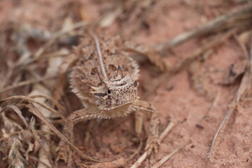 Horny toad