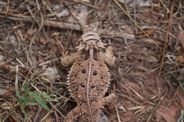 Horney Toad 3