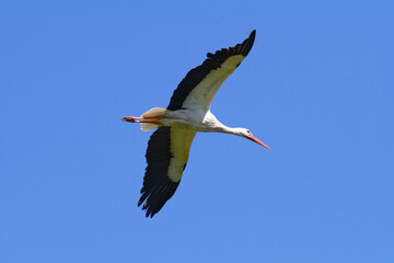 Flight of a stork, blue sky