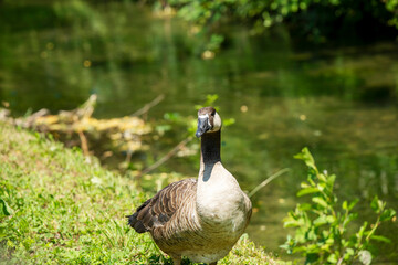 big domestic goose on green grass by the river