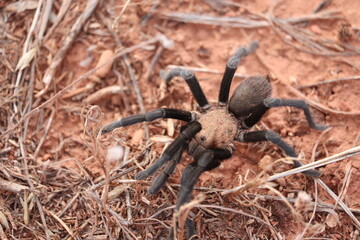 tarantula migration