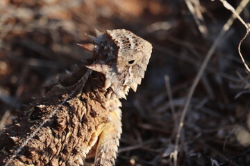 Horny Toad 4