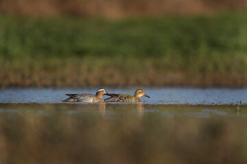 Garganey couple on the pond. European wildlife during spring season. Duck during spring migration. 