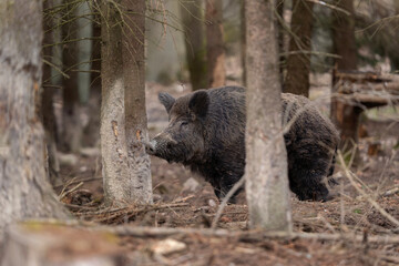 Naklejka na ściany i meble Wild boar hides in the forest. European wildlife during spring season. Huge boar between trees.