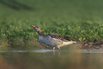 Goose is drinking water. European wildlife during spring season. Greylag goose on the grass. 