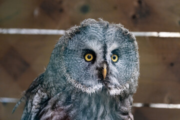 A Great Grey Owl with its wide eyes