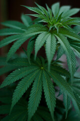 Naklejka na ściany i meble Cannabis Plant