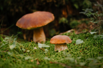 Edible boletus mushrooms close-up in the summer forest. Concept of organic food.