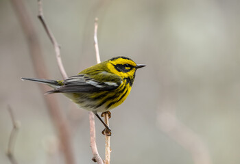 Townsend's Warbler perched on a twig during spring migration (Setphaga townsendi) 