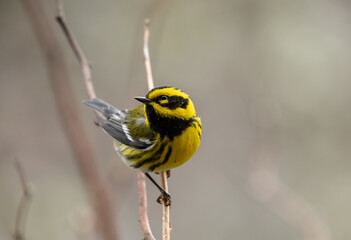 Townsend's Warbler perched on a twig during spring migration (Setphaga townsendi) 

