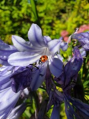 Ldybird in blossom