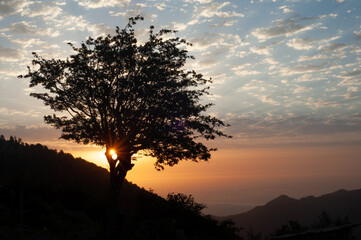 silhouette view of a adler tree on top of a mountain at sunrise with cloudy sky in gilan province, iran.