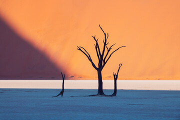 Dead Camelthorn Trees at sunrise, Deadvlei, Namib-Naukluft National Park, Namibia, Africa. Dried trees in Namib desert. Landscape photography