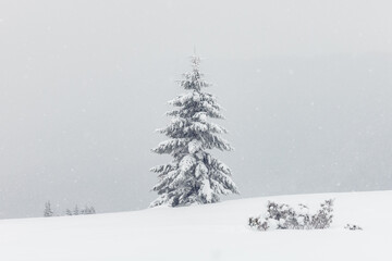 Obraz premium Amazing landscape with a lonely snowy tree in a winter field. Minimalistic scene in cloudy and foggy weather
