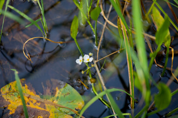 Water lilies floating atop broad green lily pads on the shore of a river in Ontario.