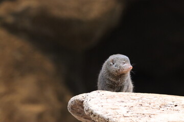 Mongoose 1