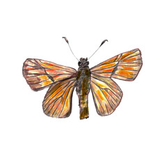 Fototapeta na wymiar Orange fluffy unusual realistic drawn butterfly, realistic