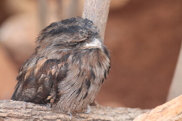 Frogmouth 1