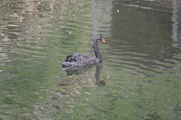 Schwarzer Schwan