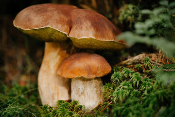 Two edible mushrooms on the edge of the forest. Close-up of nature food.