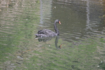 Schwarzer Schwan