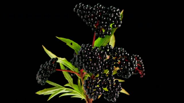 A branch with a ripe elderberry berry on a black background, a homeopathic plant for treatment, a black berry