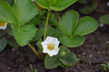 Erdbeerblüte