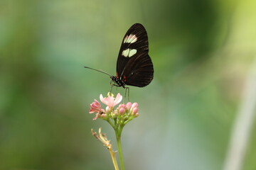Obraz na płótnie Canvas Butterflies from botanical gardens