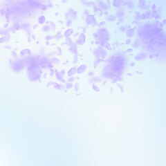 Violet flower petals falling down. Trending romant
