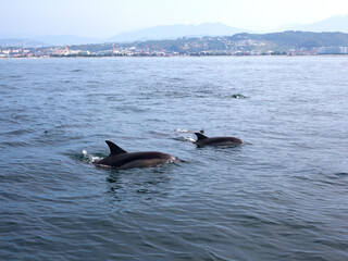 Dolphins in blue water