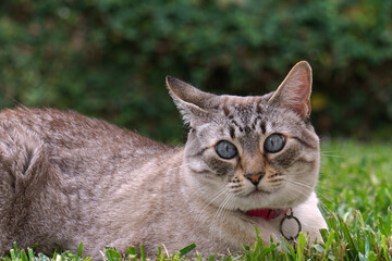 Ojos gatunos